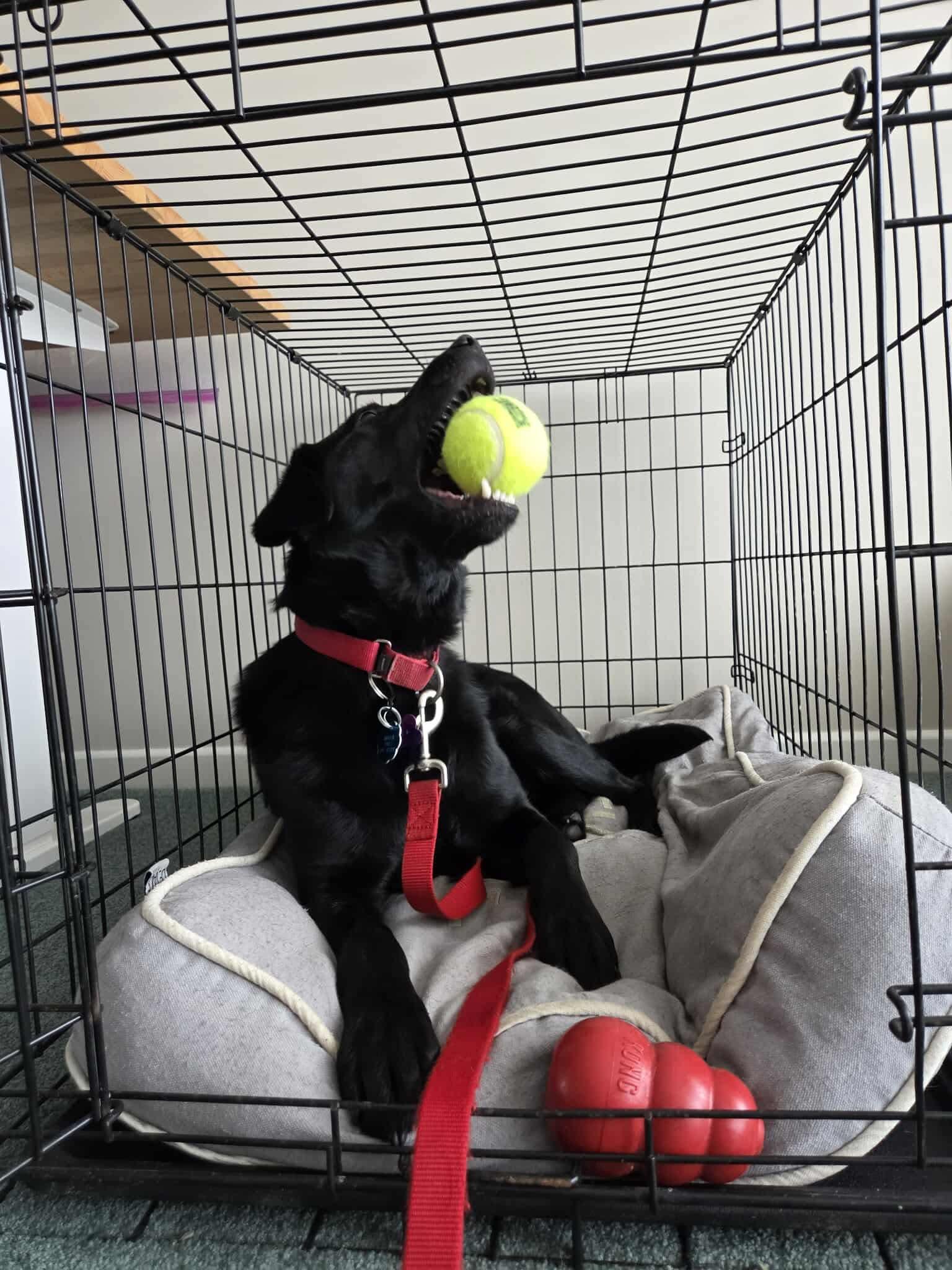 Enlarge Elsa , a ADOPTABLE mixed breed in Toronto, ON image 3/4