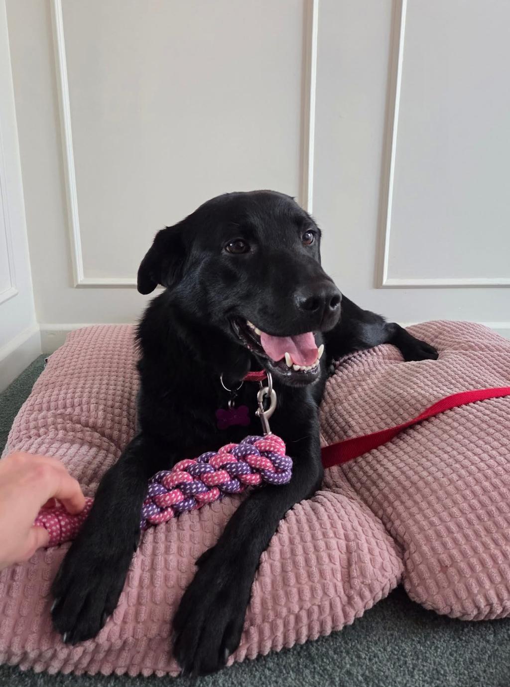 Enlarge Elsa , a ADOPTABLE mixed breed in Toronto, ON image 4/4