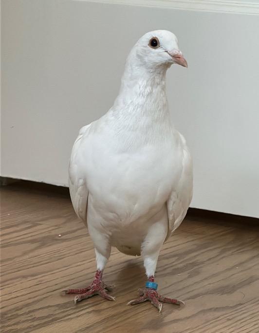 Top Hat, Adoptable, Young Male Pigeon.