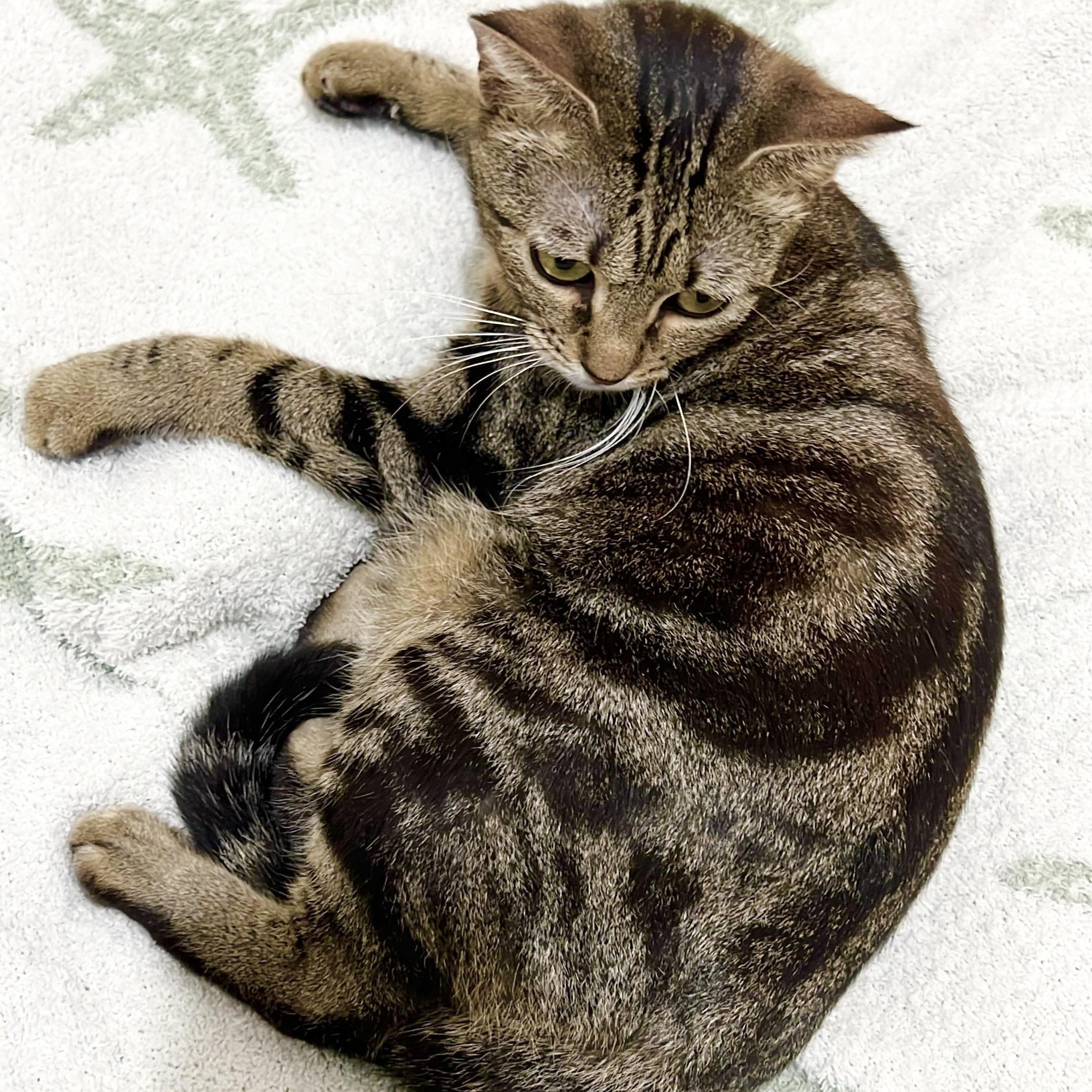 Enlarge Coco, a Adoptable Domestic Short Hair in Fryeburg, ME image 6/6