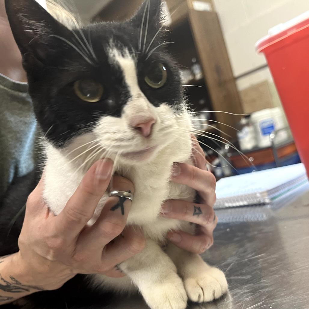 Enlarge Babushka*, a Adoptable Domestic Short Hair in Eureka Springs, AR image 1/1