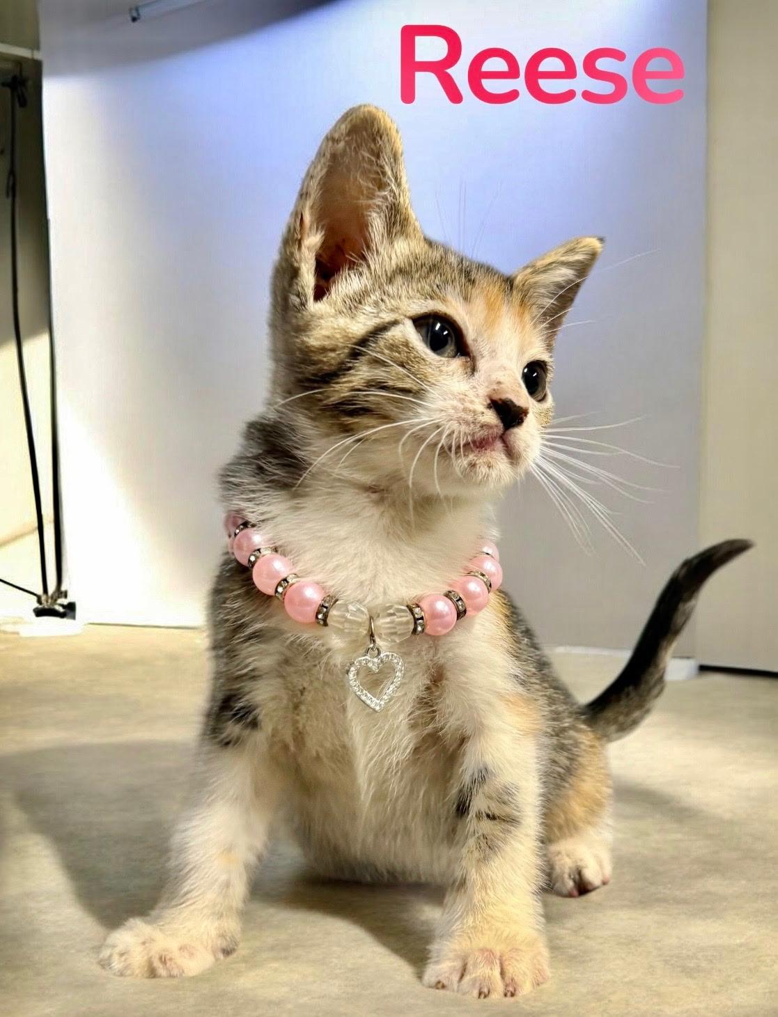Enlarge Reese, a Adoptable Domestic Short Hair in Dickinson, TX image 1/1