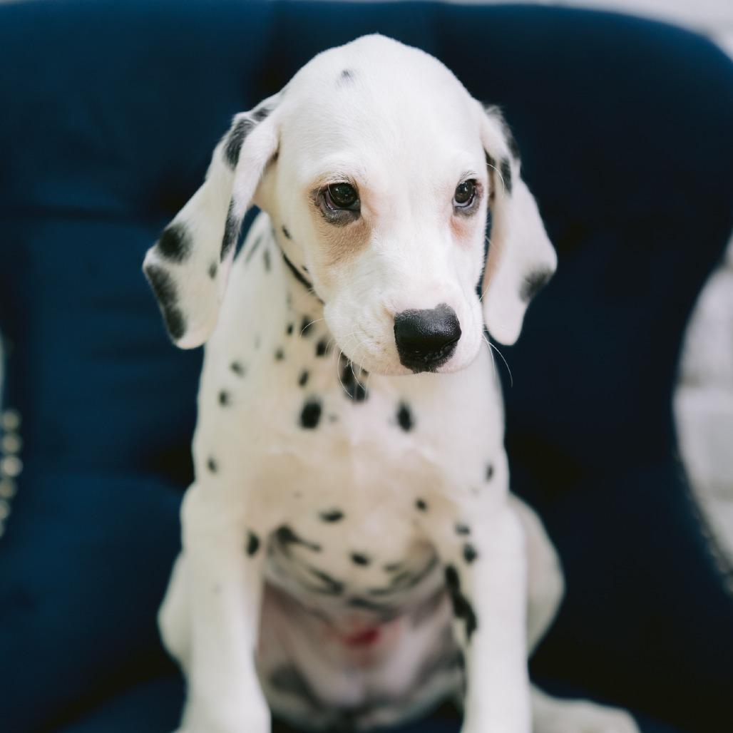 Luisa, ADOPTABLE, Puppy Female Dalmatian.