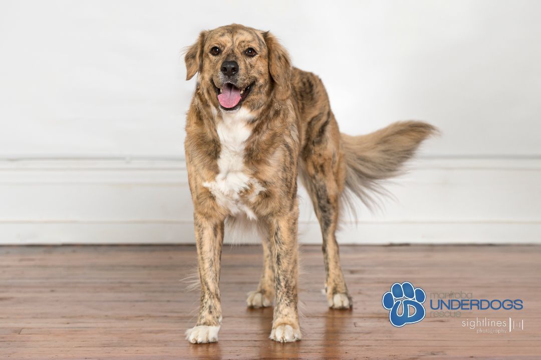 Eidie, a Adoptable mixed breed in Winnipeg, MB image 2/6