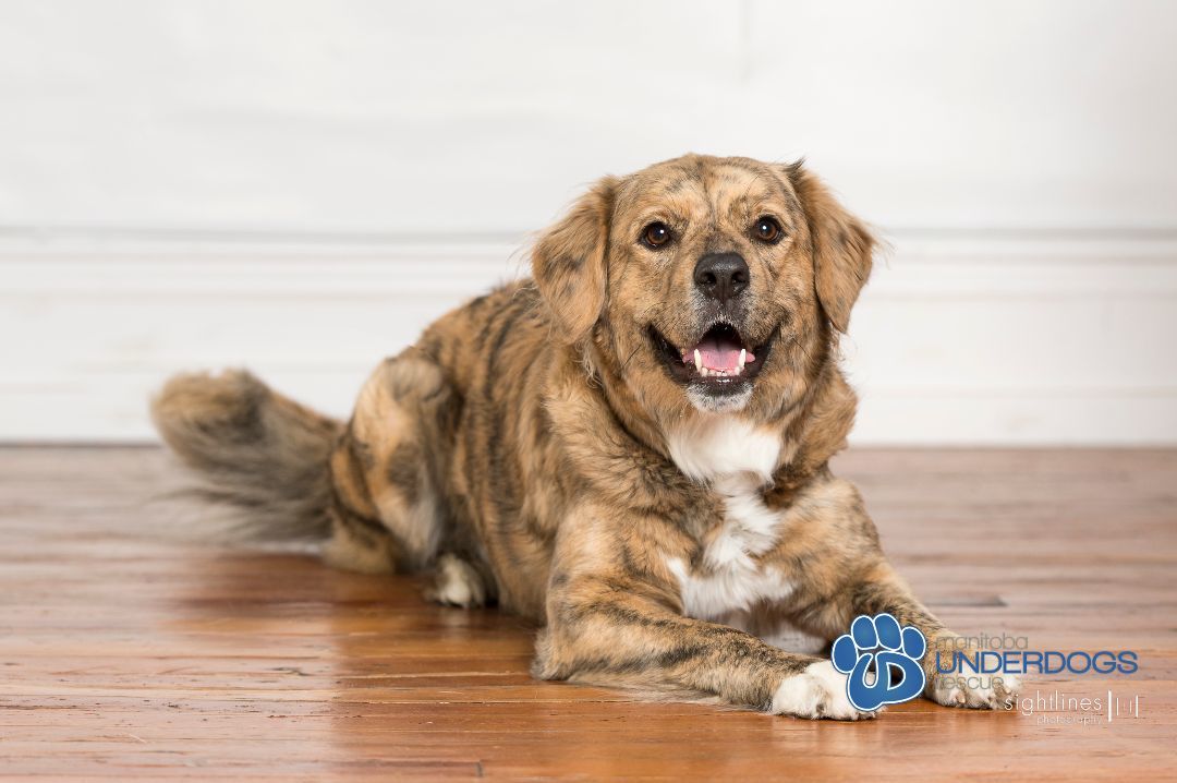 Eidie, a Adoptable mixed breed in Winnipeg, MB image 3/6