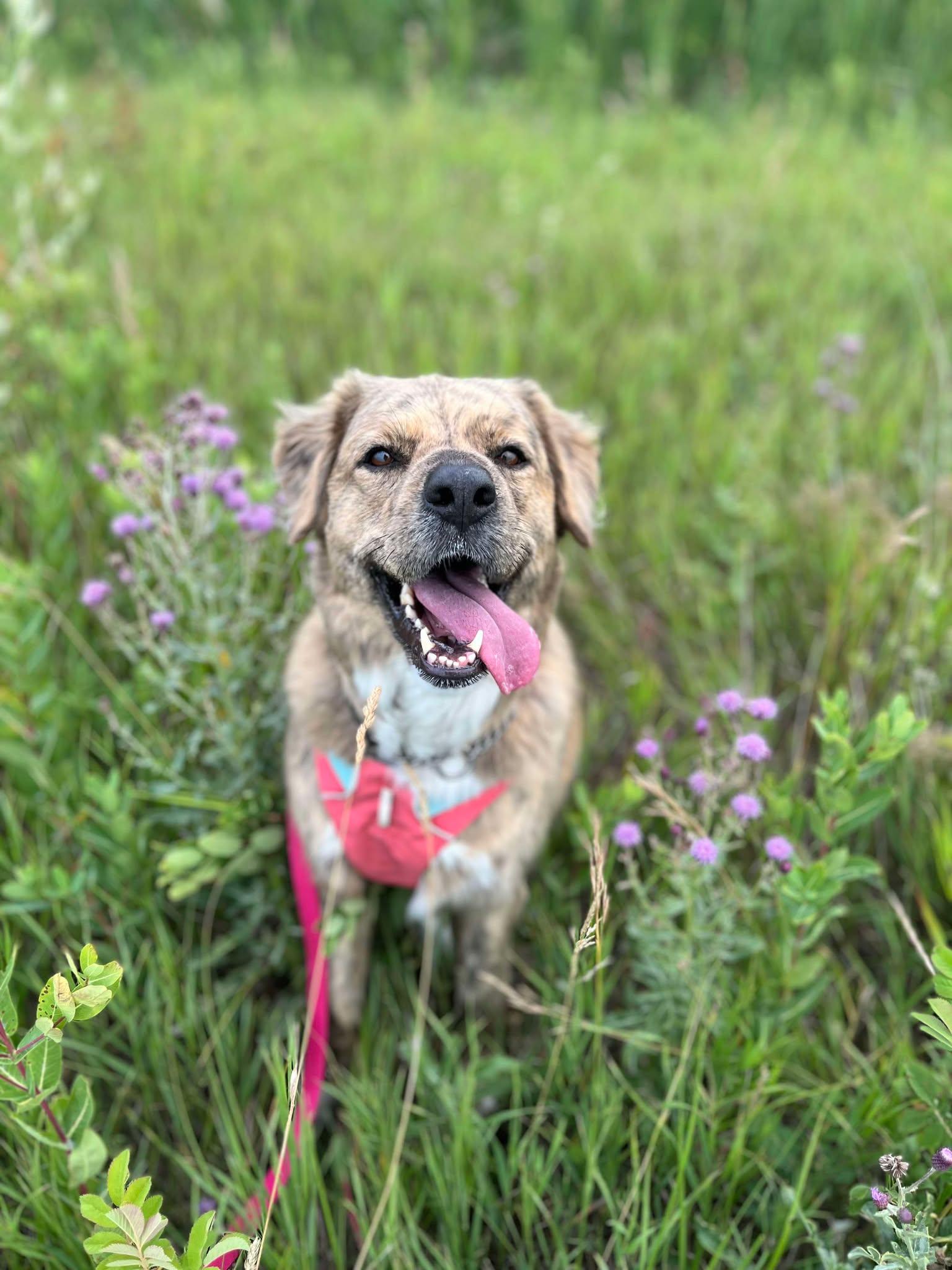 Enlarge Eidie, a Adoptable mixed breed in Winnipeg, MB image 1/6