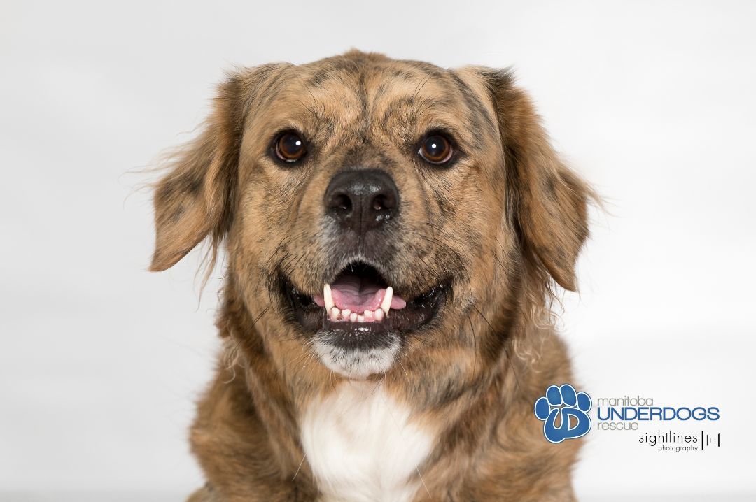 Eidie, a Adoptable mixed breed in Winnipeg, MB image 4/6