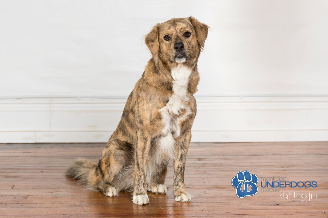 Eidie, a Adoptable mixed breed in Winnipeg, MB image 5/6