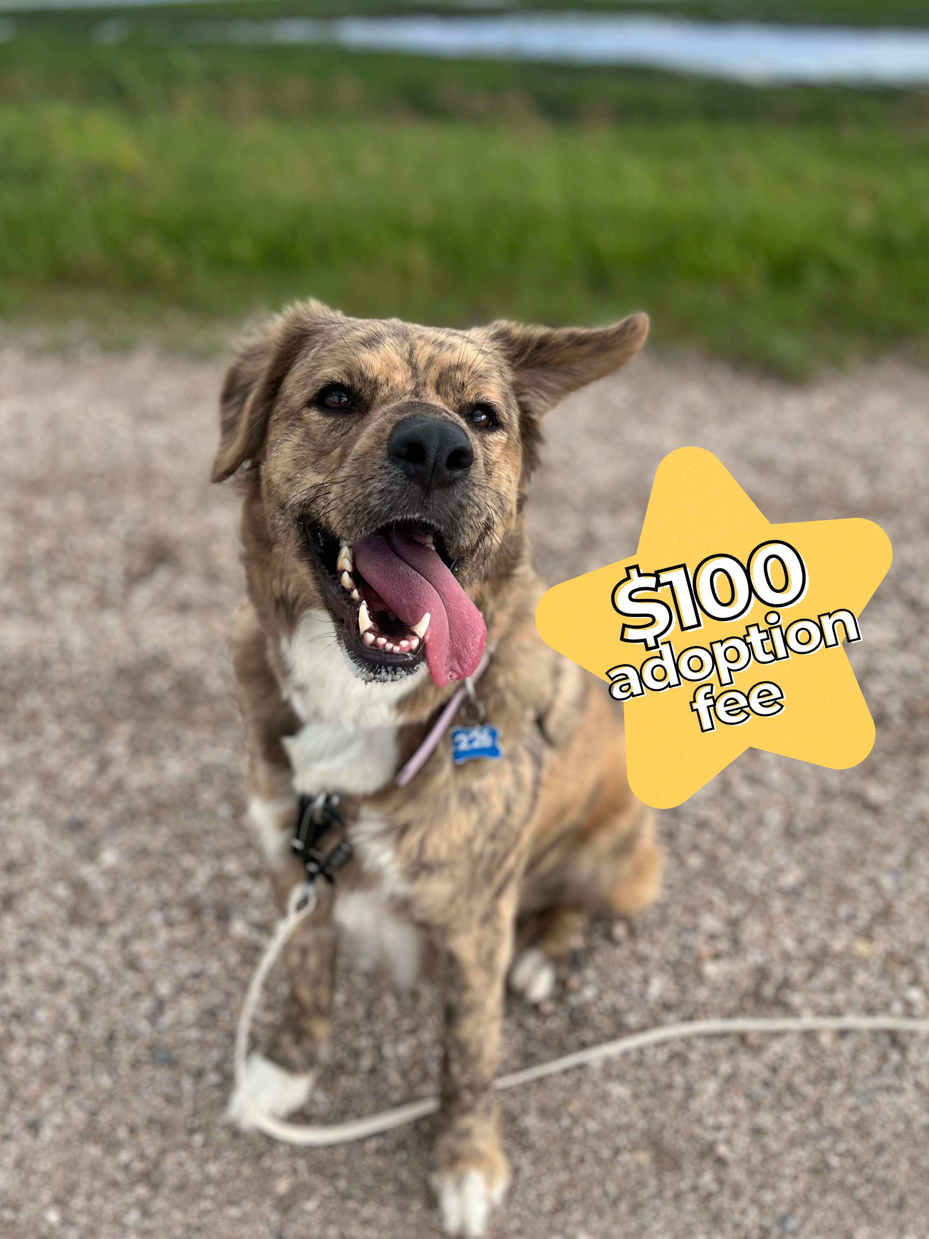 Eidie, Adoptable, Adult Female Labrador Retriever & Shepherd.