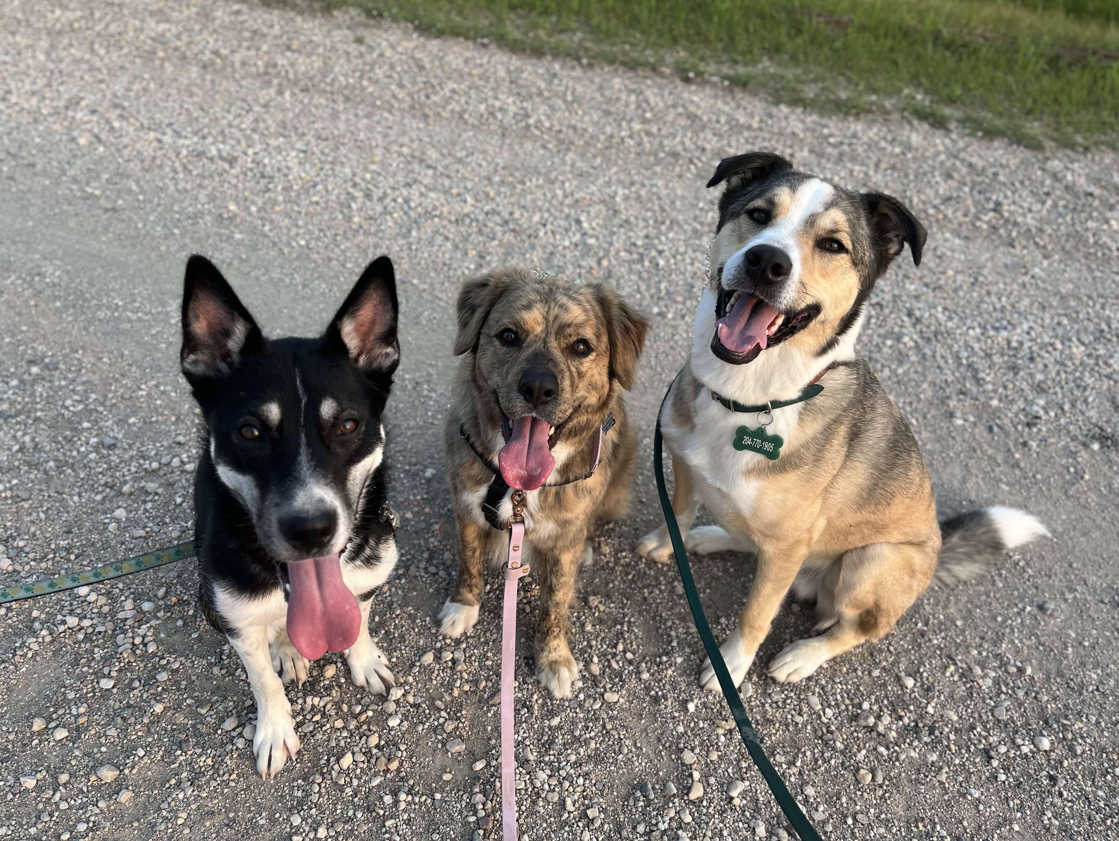 Eidie, a Adoptable mixed breed in Winnipeg, MB image 6/6