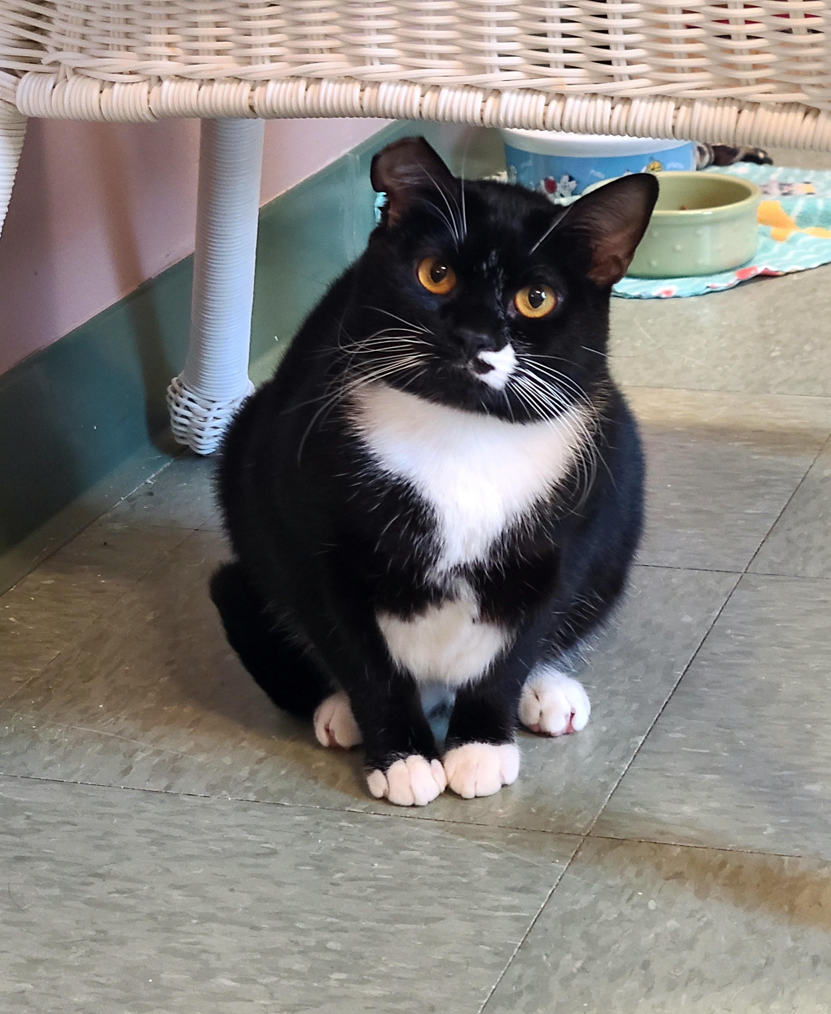 Jose' & Lucia (bonded pair), an adoptable Domestic Short Hair in Kirkland, WA, 98033 | Photo Image 1