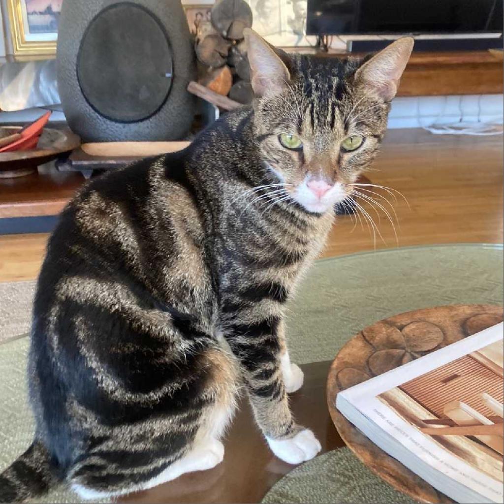 Mr. Socks — thumbnail 2