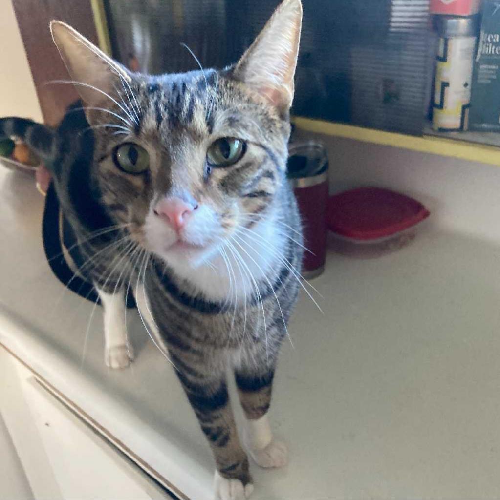 Mr. Socks — thumbnail 3