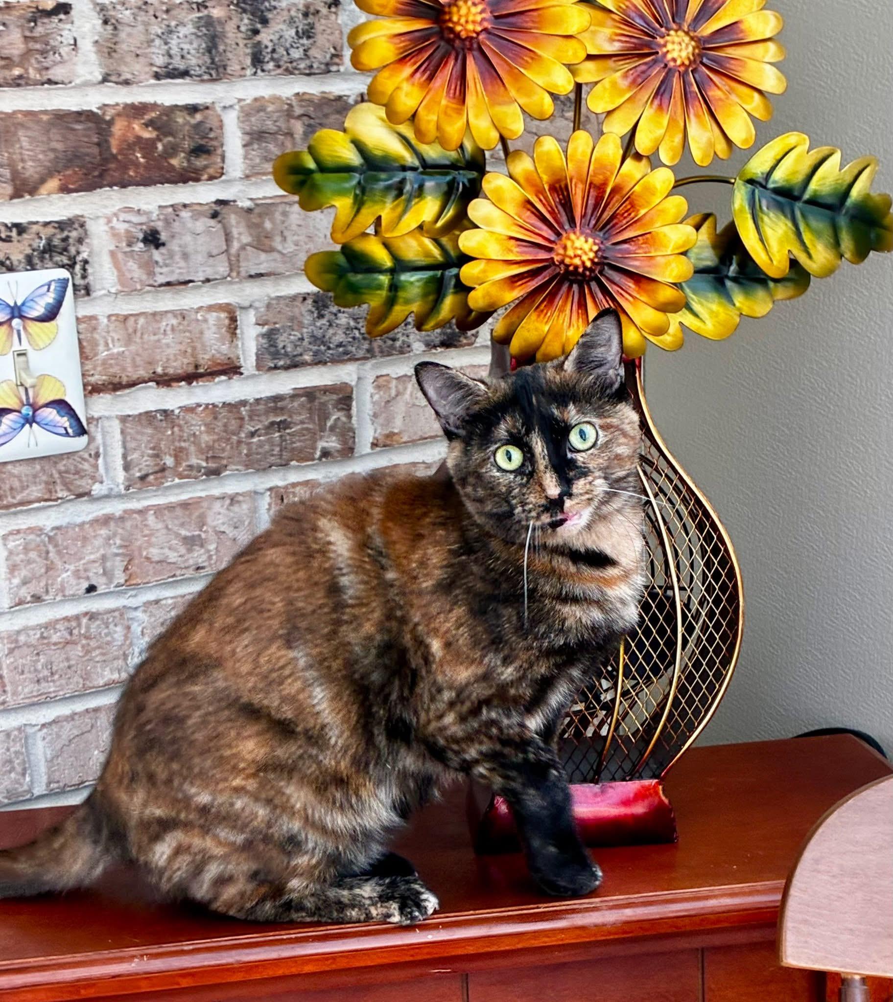 Sammi Girl