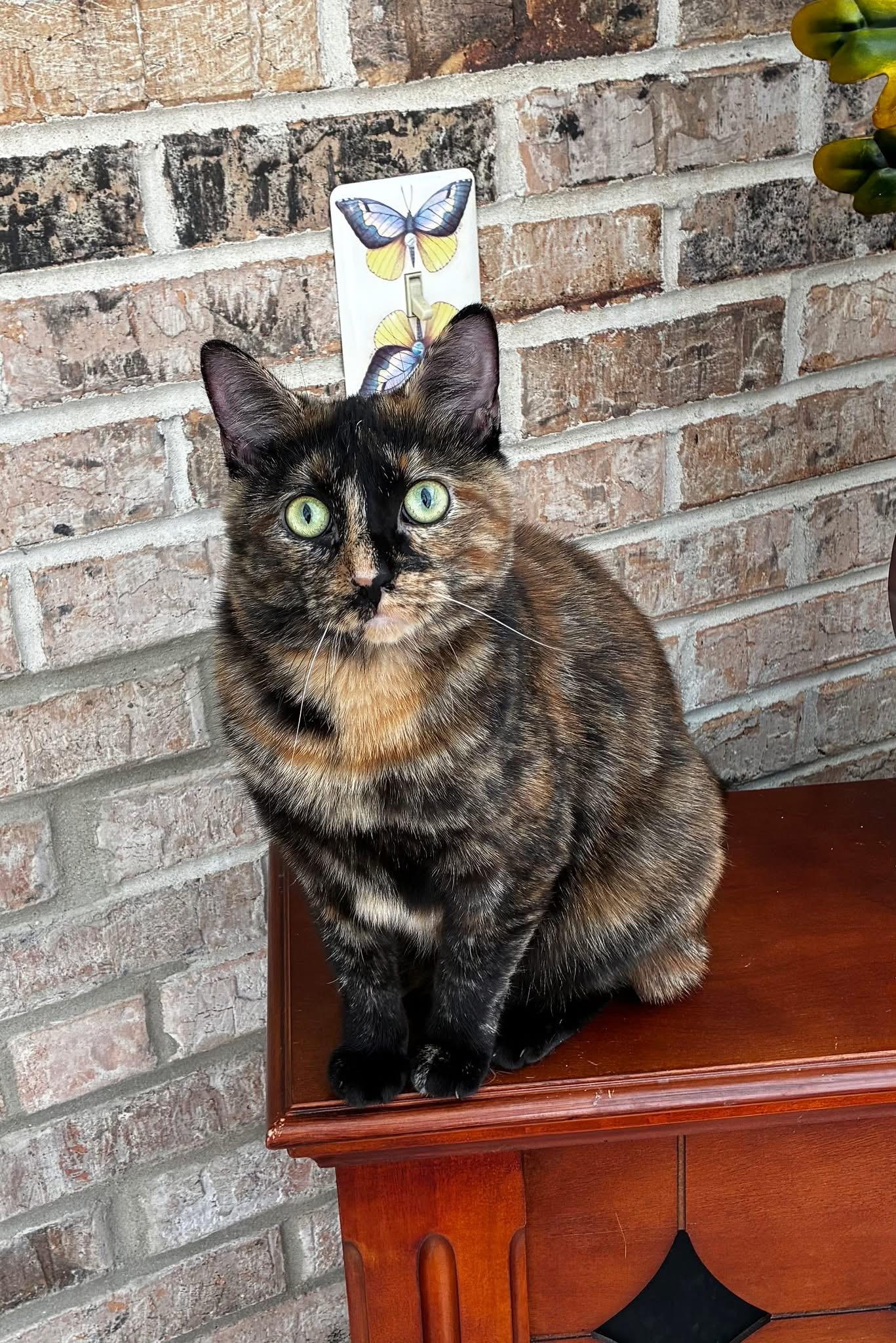 Sammi Girl