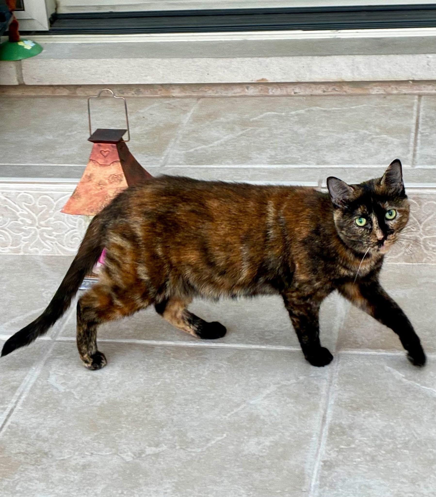 Sammi Girl