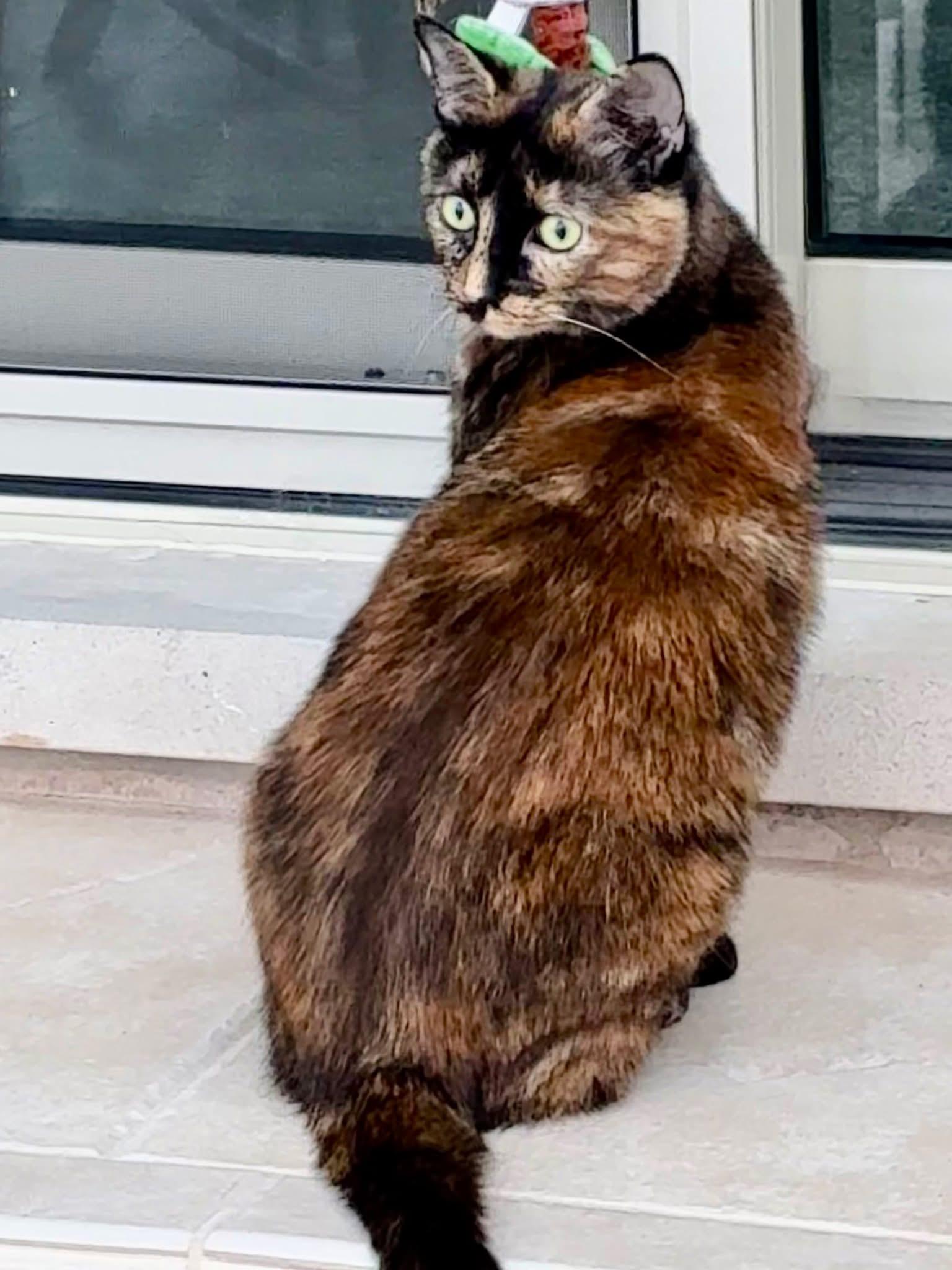 Sammi Girl