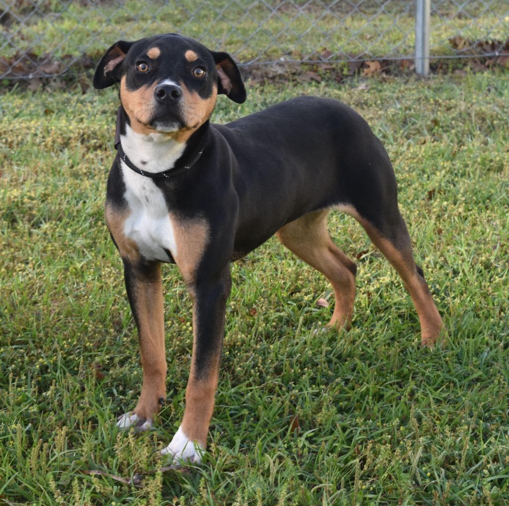 Gertrude, Adoptable, Puppy Female Mixed Breed.
