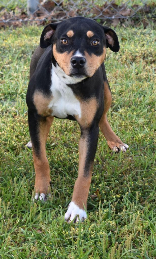 Enlarge Gertrude, a Adoptable mixed breed in Kingsland, GA image 2/3
