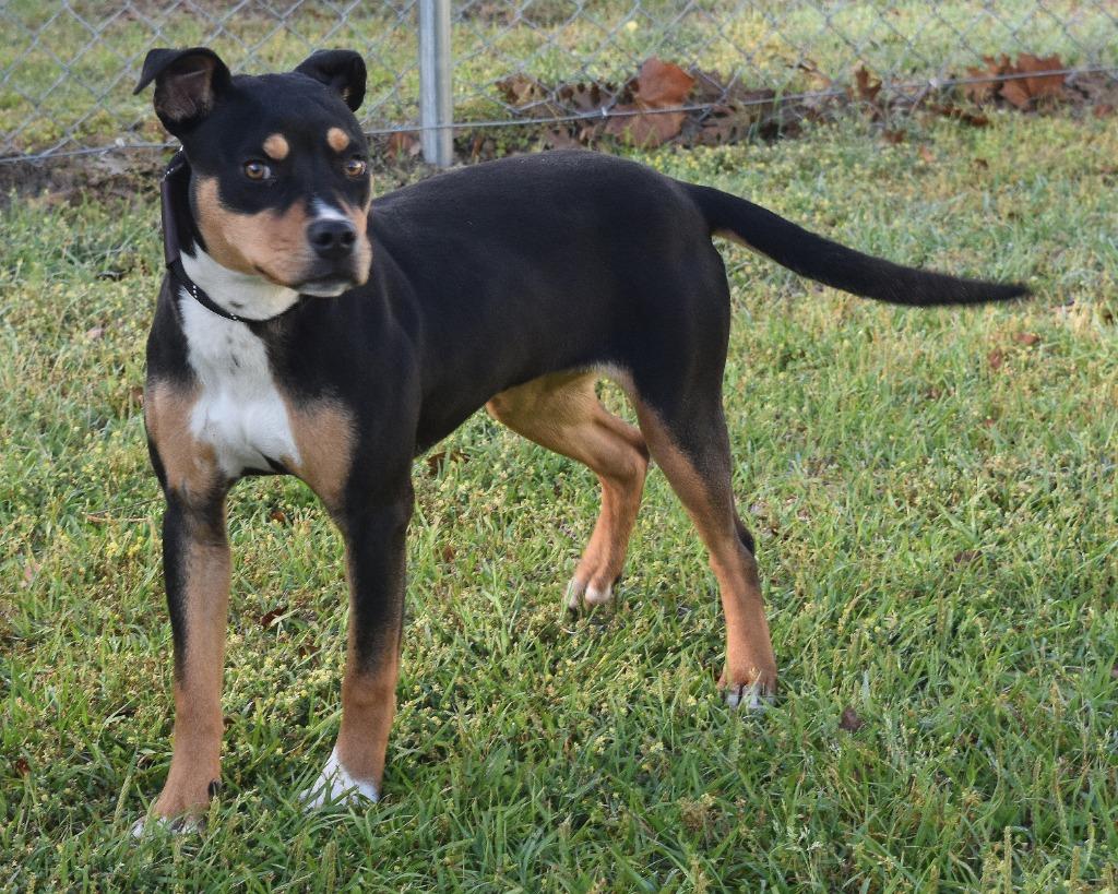 Enlarge Gertrude, a Adoptable mixed breed in Kingsland, GA image 3/3