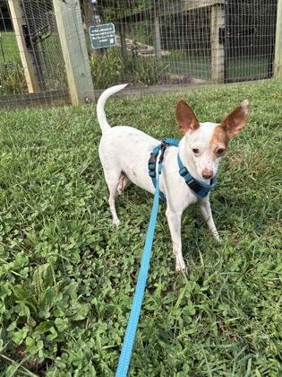 Enlarge Olive, an adopted mixed breed in Phoenixville, PA image 3/3