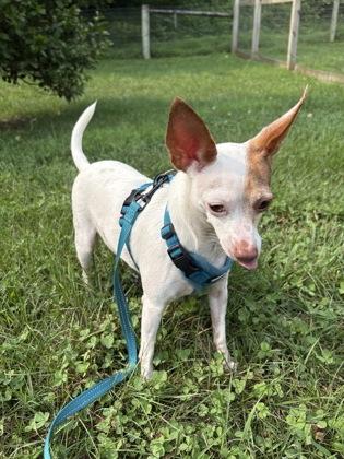 Enlarge Olive, an adopted mixed breed in Phoenixville, PA image 2/3