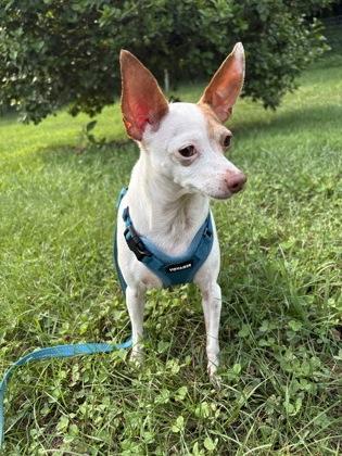 Enlarge Olive, an adopted mixed breed in Phoenixville, PA image 1/3