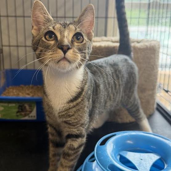 Lane, Adoptable, Kitten Male Domestic Short Hair.