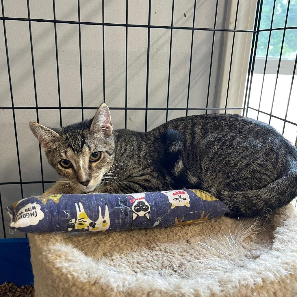 Enlarge Lane, a Adoptable Domestic Short Hair in Wappingers Falls, NY image 2/4