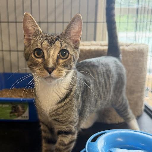 Enlarge Lane, a Adoptable Domestic Short Hair in Wappingers Falls, NY image 3/4