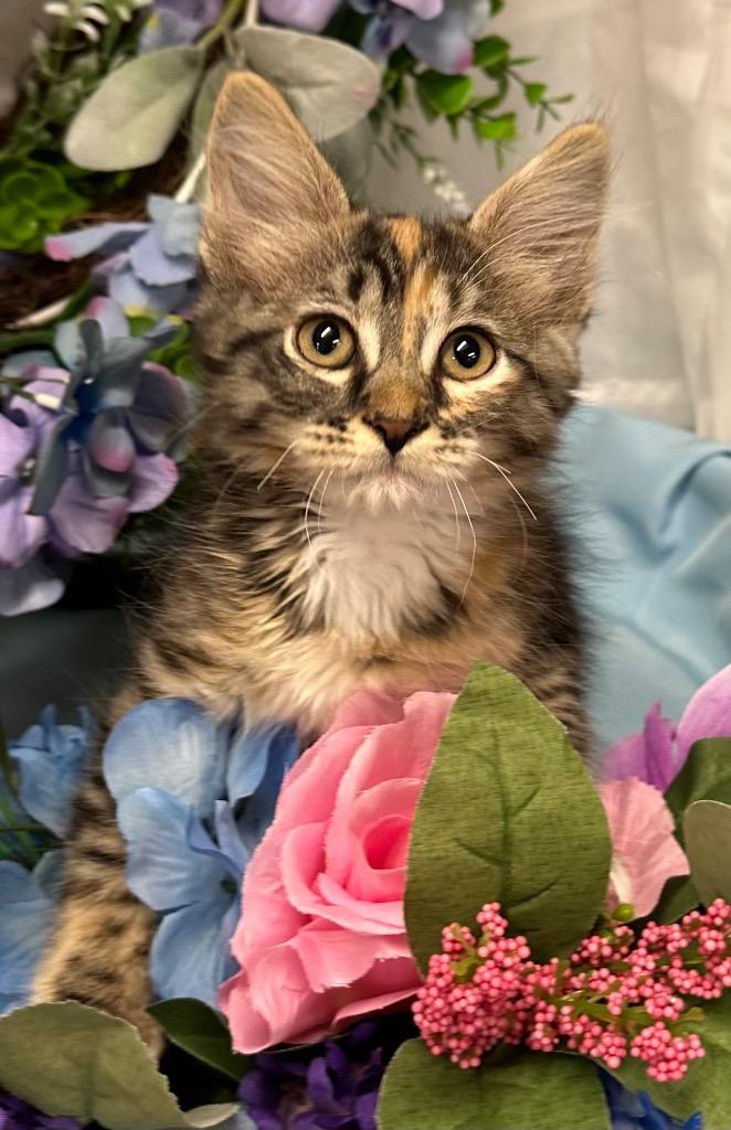 Enlarge 5/15/25 - Juice, a Adopted mixed breed in Stillwater, OK image 1/1