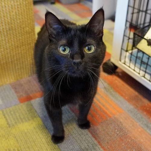 Enlarge Dilly [Special Needs/Permanent Foster], a Adoptable mixed breed in Santa Fe, NM image 2/3