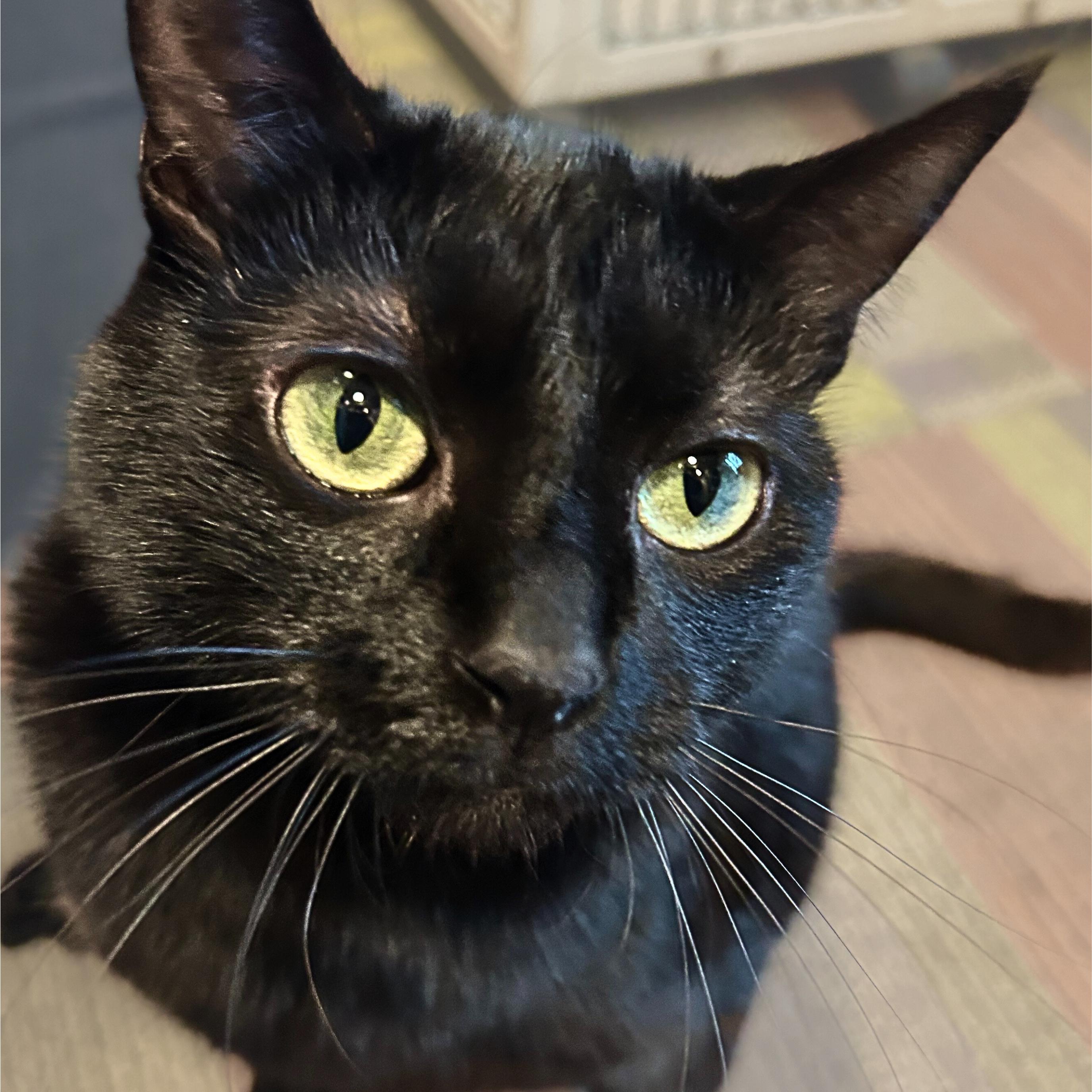 Dilly [Permanent Foster], Adoptable, Adult Female Domestic Short Hair.