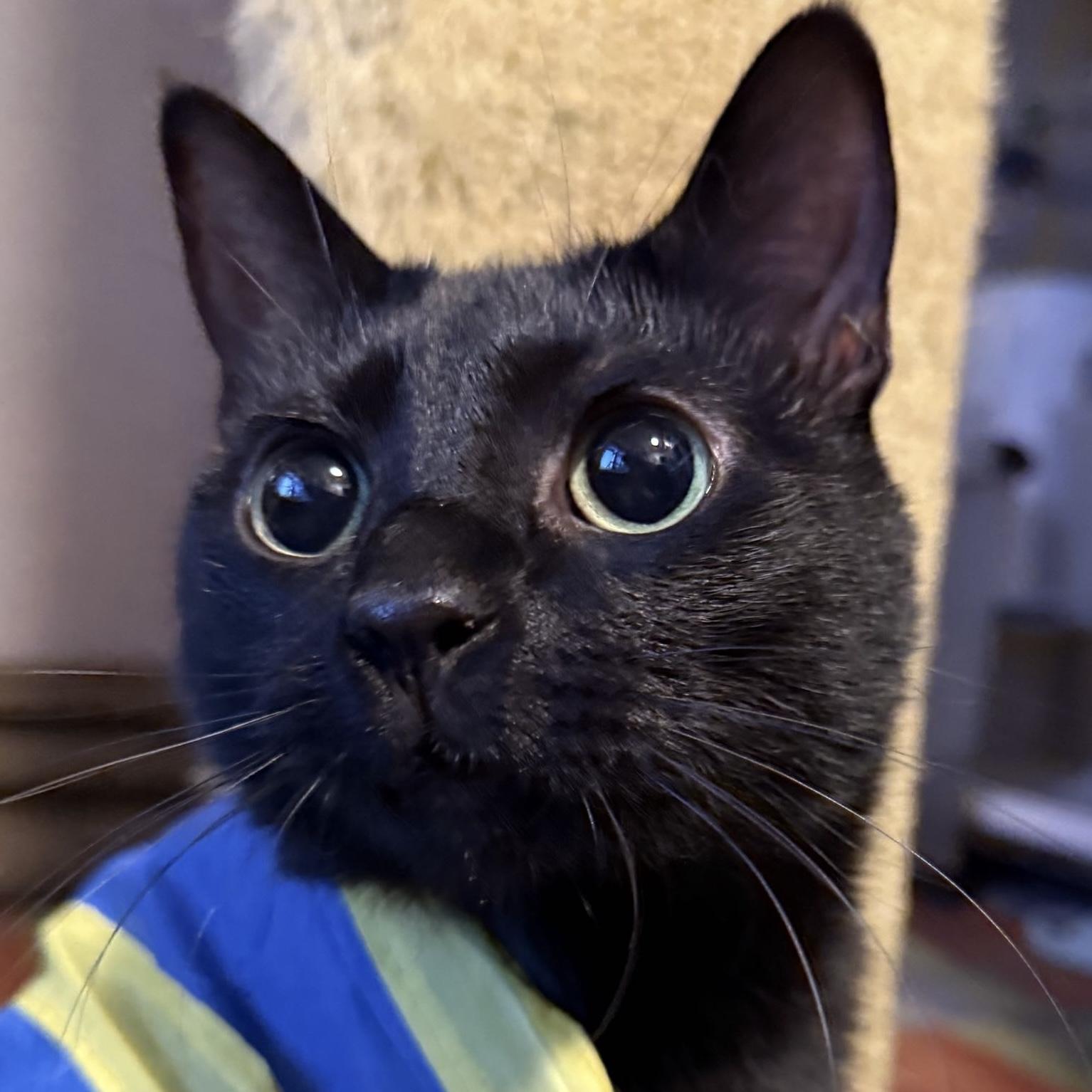 Enlarge Dilly [Permanent Foster], a Adoptable mixed breed in Santa Fe, NM image 2/6