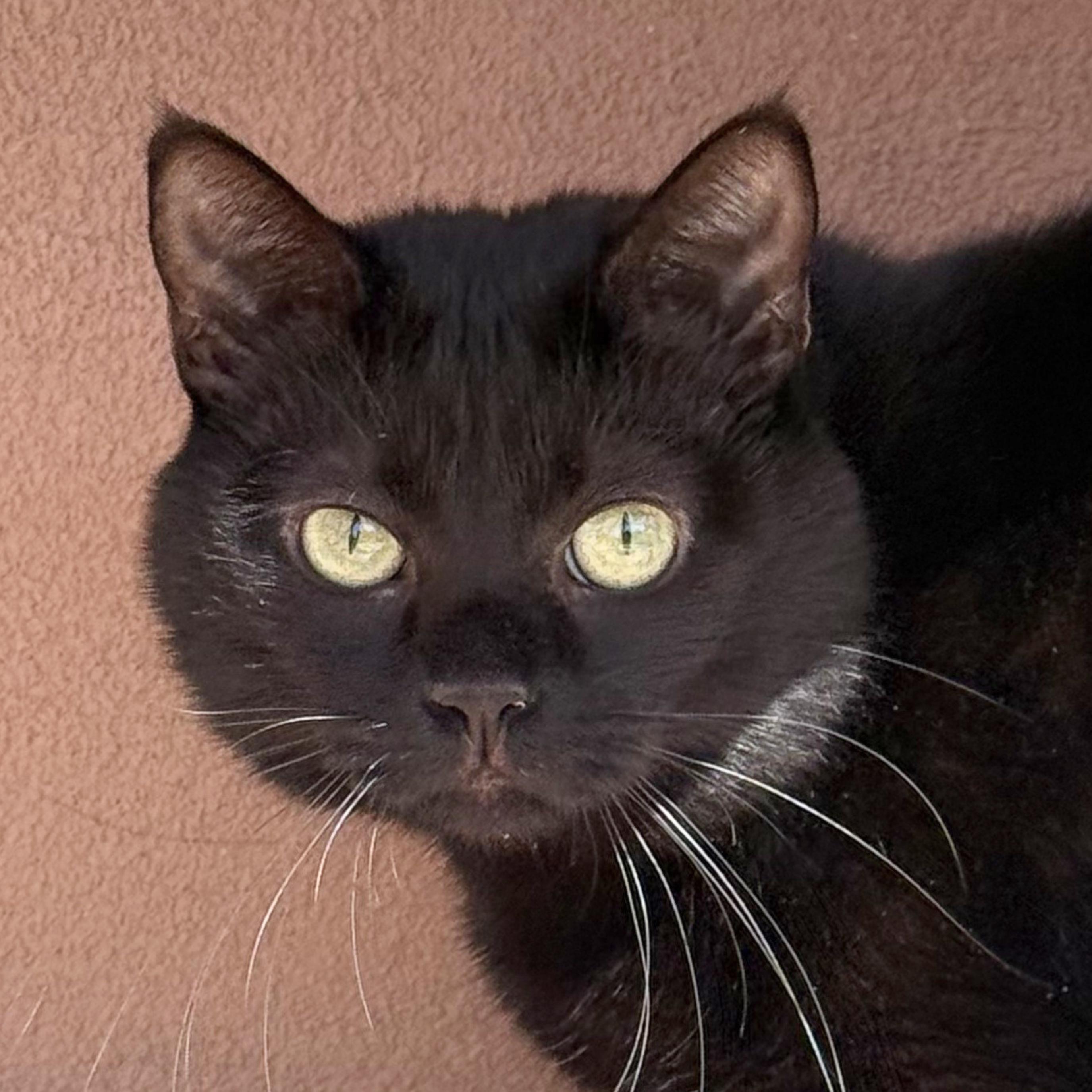 Enlarge Dilly [Permanent Foster], a Adoptable mixed breed in Santa Fe, NM image 2/5