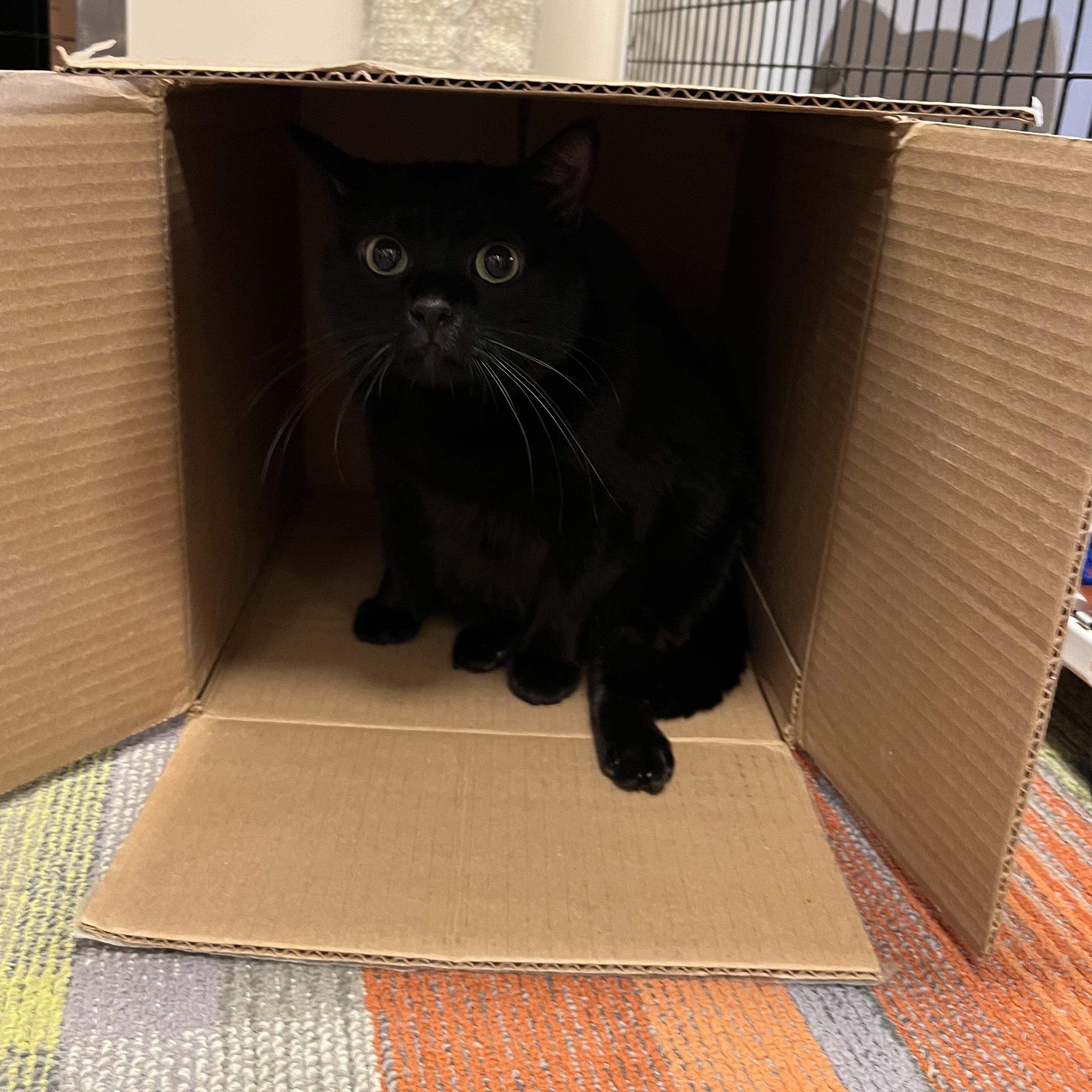 Enlarge Dilly [Permanent Foster], a Adoptable mixed breed in Santa Fe, NM image 2/4