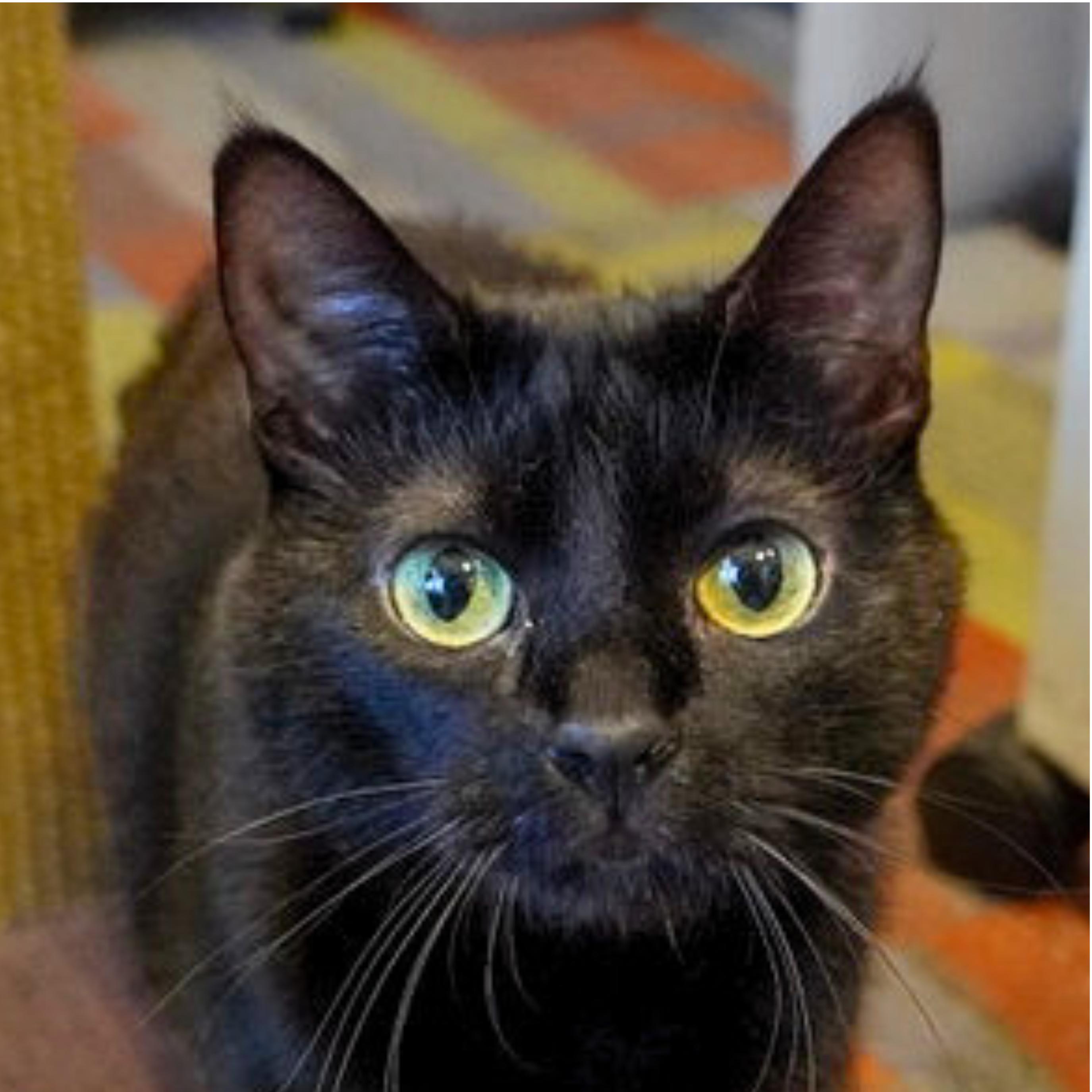Enlarge Dilly [Permanent Foster], a Adoptable mixed breed in Santa Fe, NM image 3/5