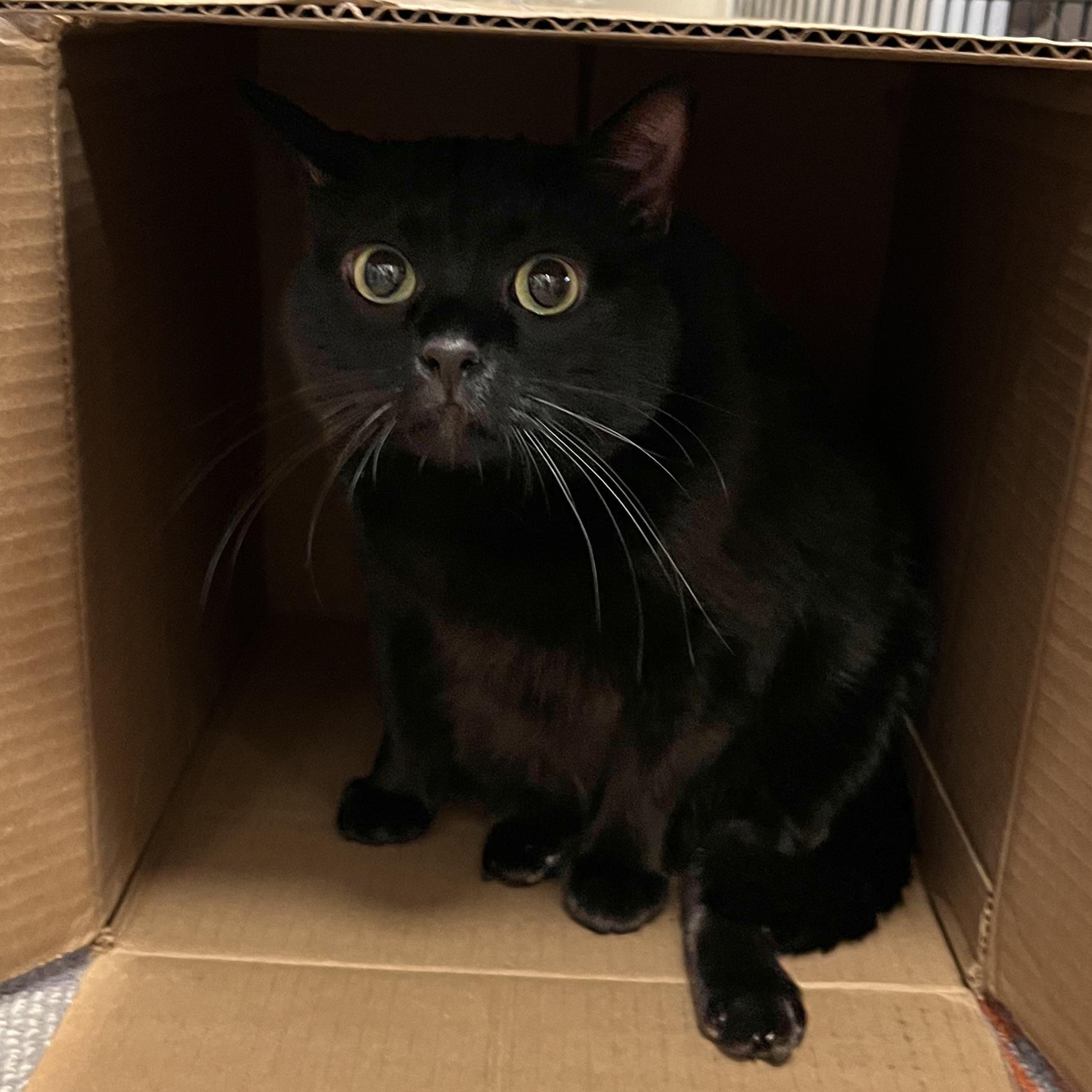 Enlarge Dilly [Permanent Foster], a Adoptable mixed breed in Santa Fe, NM image 5/5