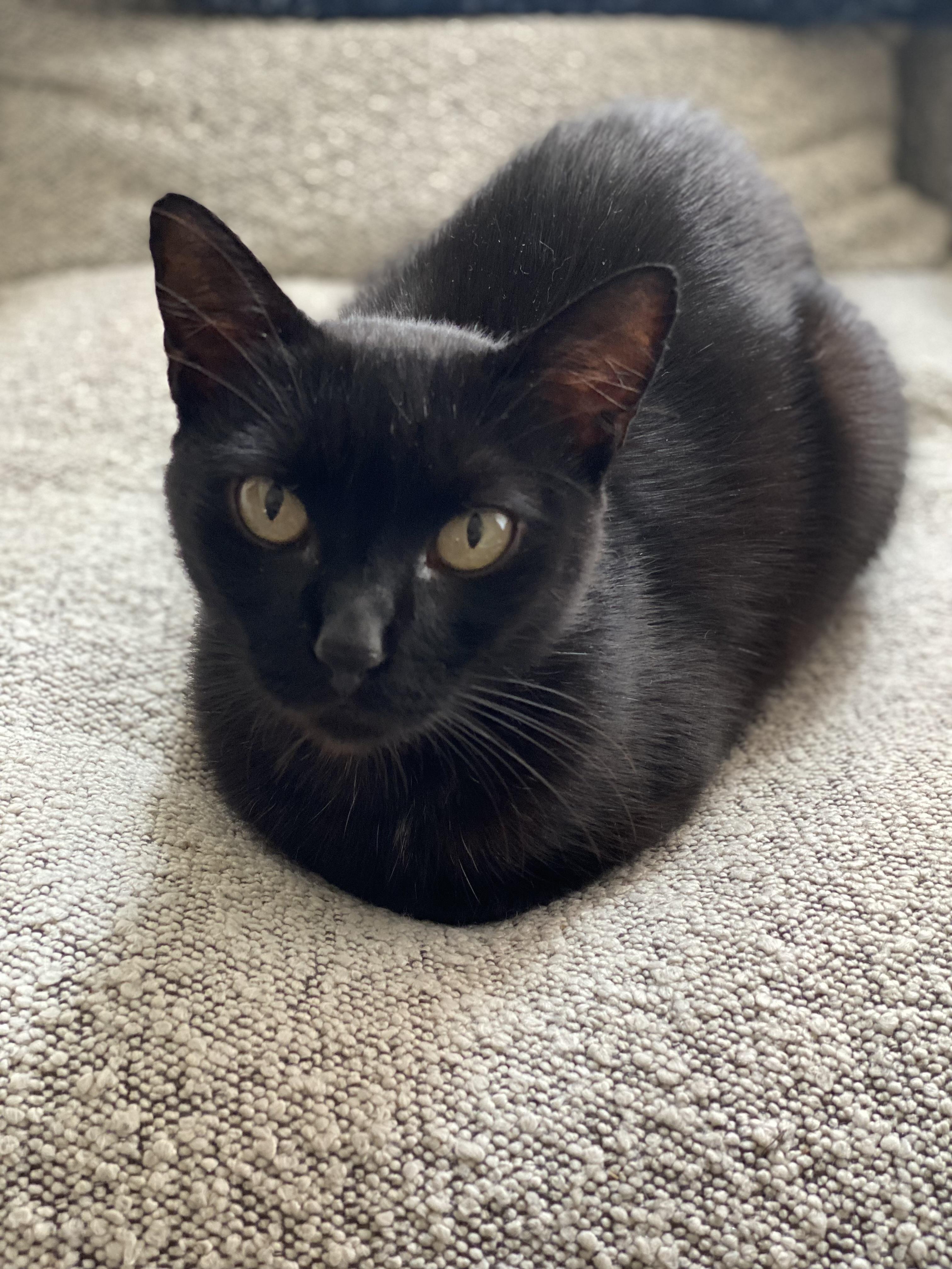 Mabel, ADOPTABLE, Adult Female American Shorthair.