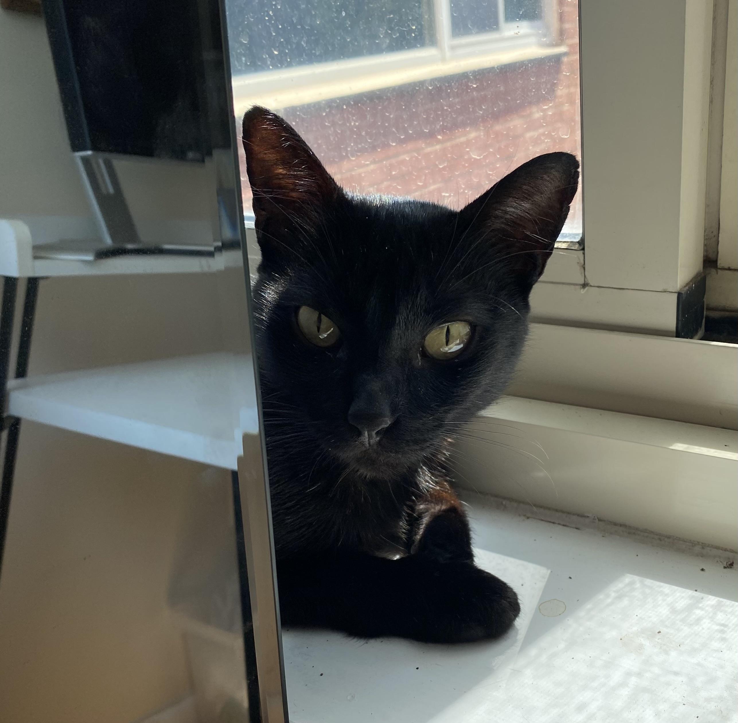 Enlarge Mabel, a ADOPTABLE American Shorthair in Washington, DC image 2/4