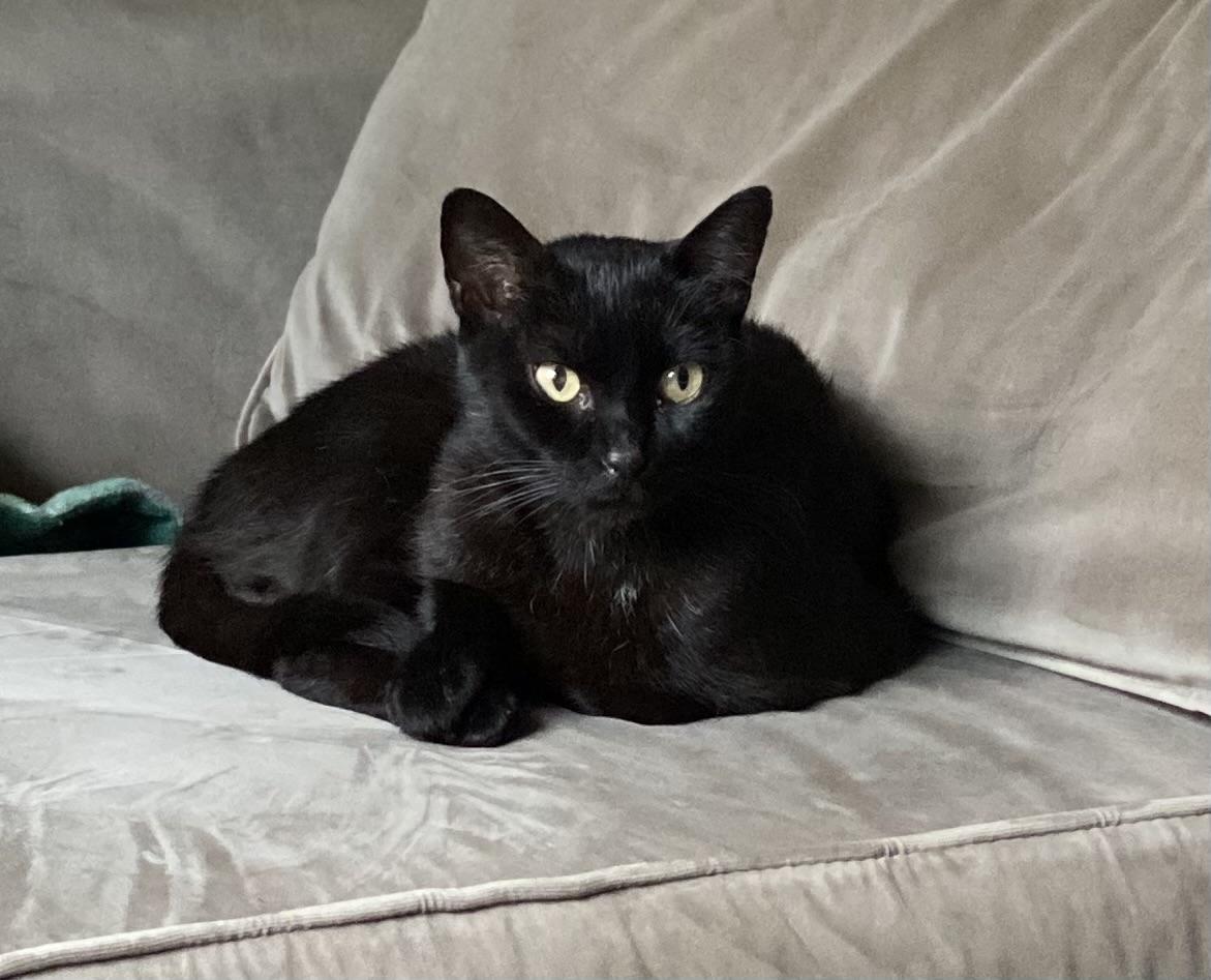 Mabel, ADOPTABLE, Adult Female American Shorthair.