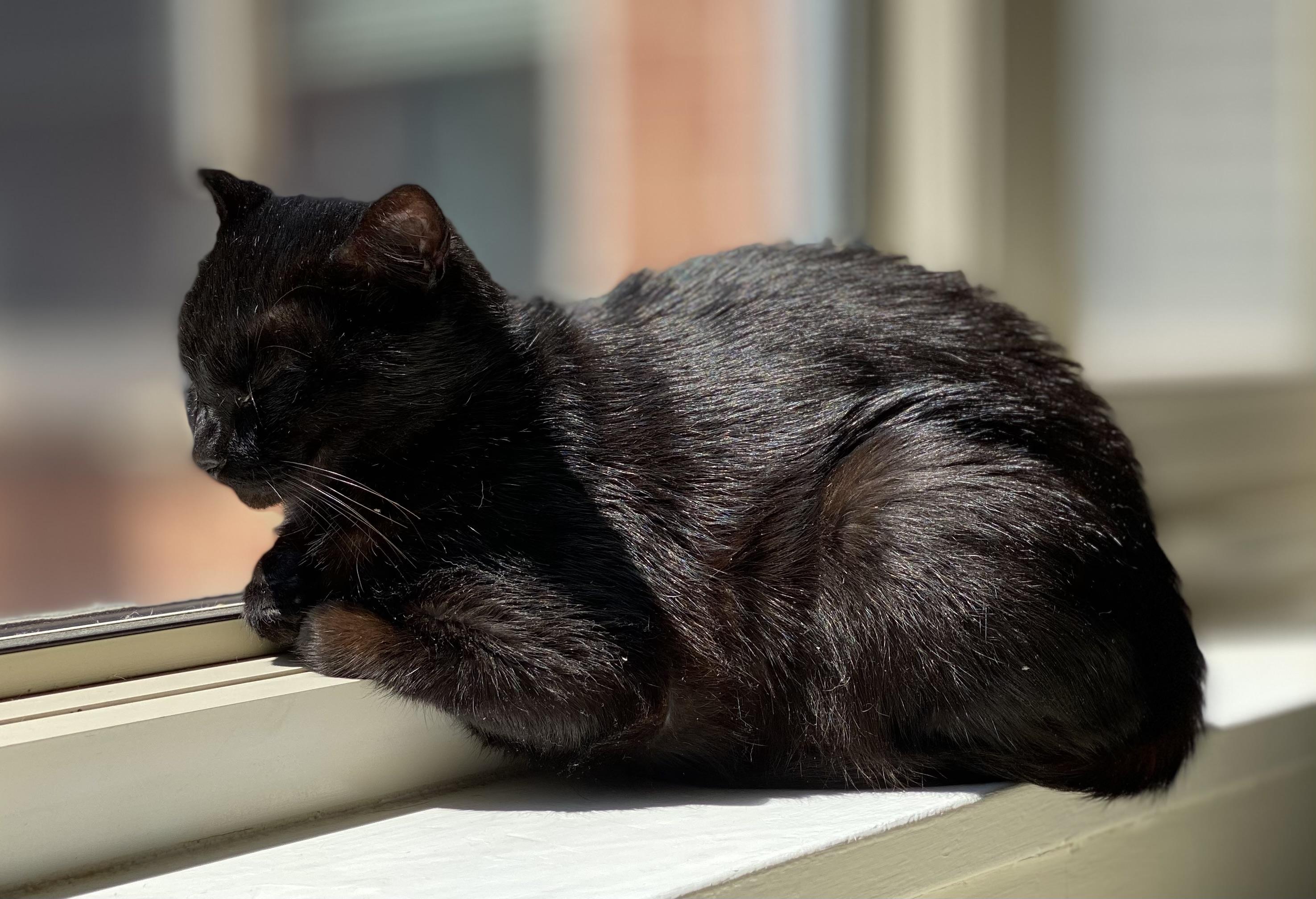 Enlarge Mabel, a ADOPTABLE American Shorthair in Washington, DC image 4/4