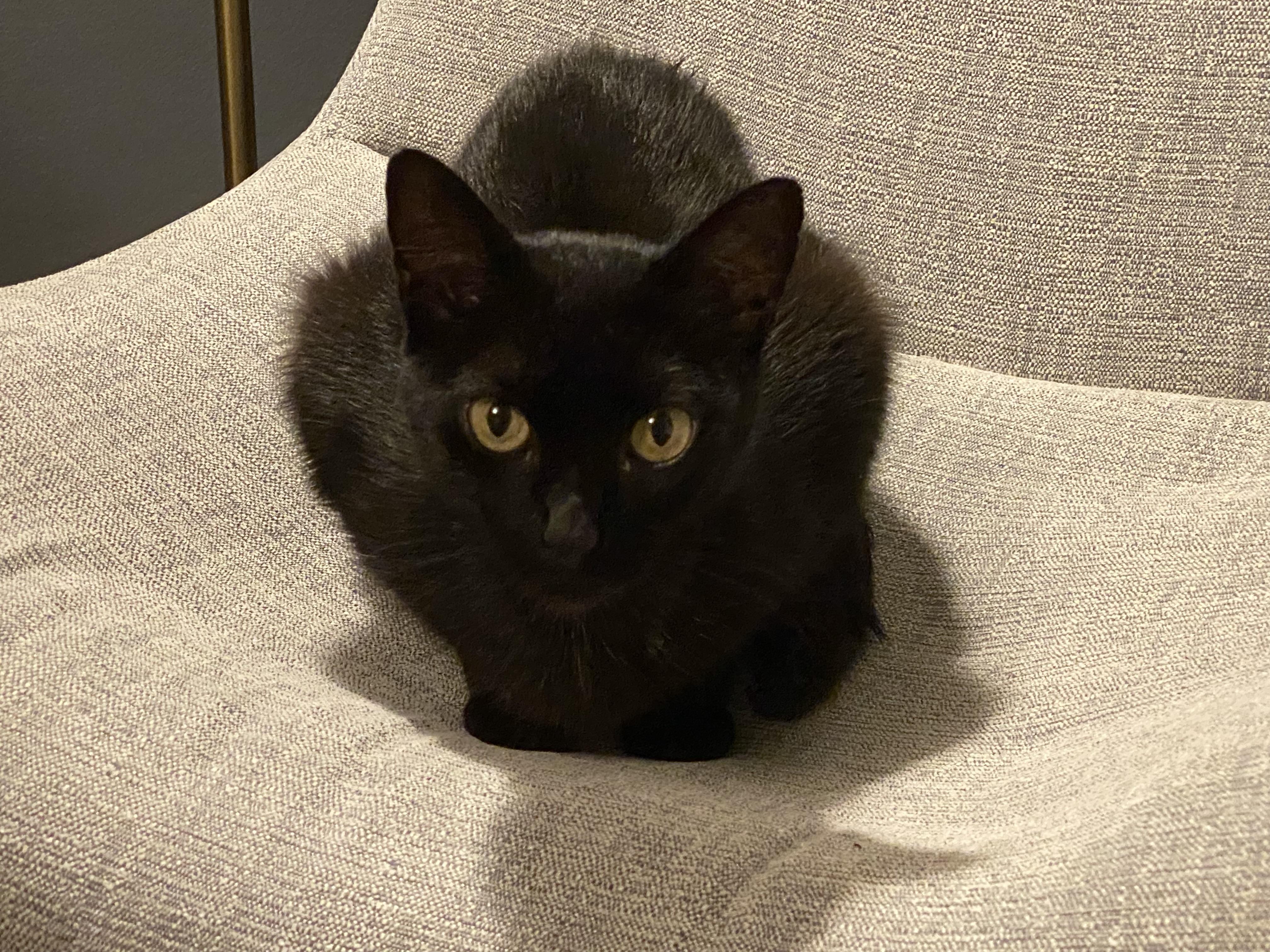 Enlarge Mabel, a ADOPTABLE American Shorthair in Washington, DC image 3/5