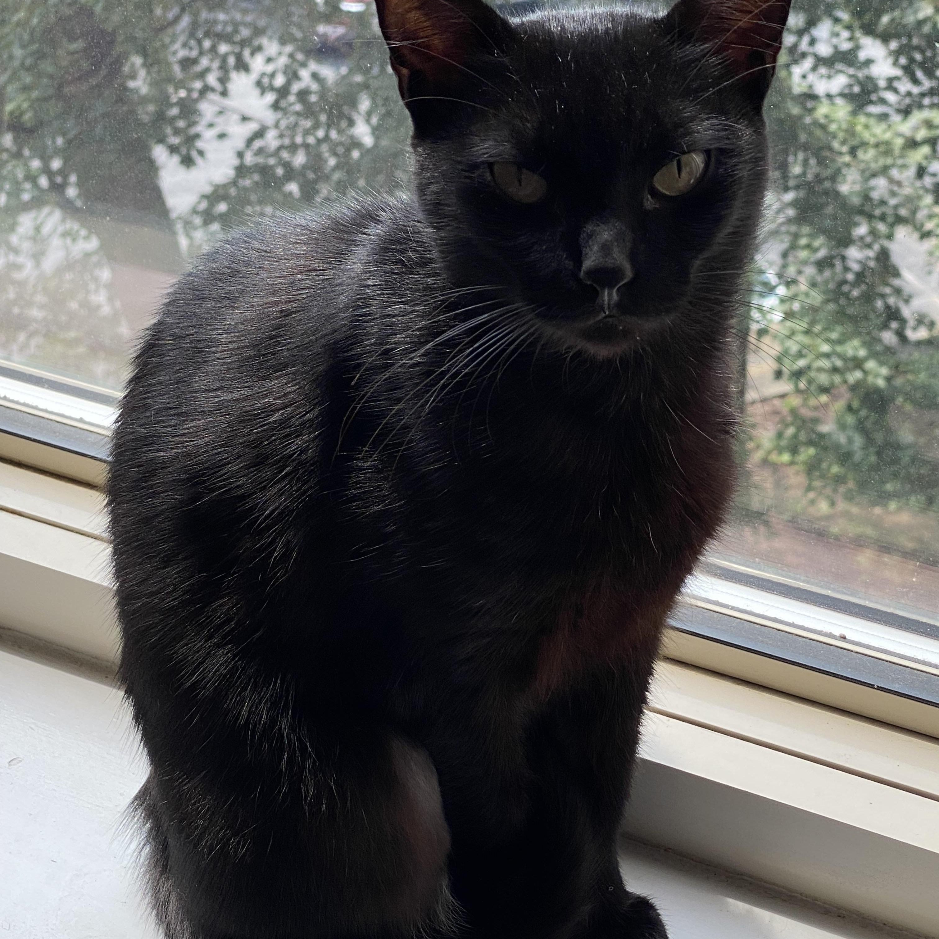 Enlarge Mabel, a ADOPTABLE American Shorthair in Washington, DC image 3/4