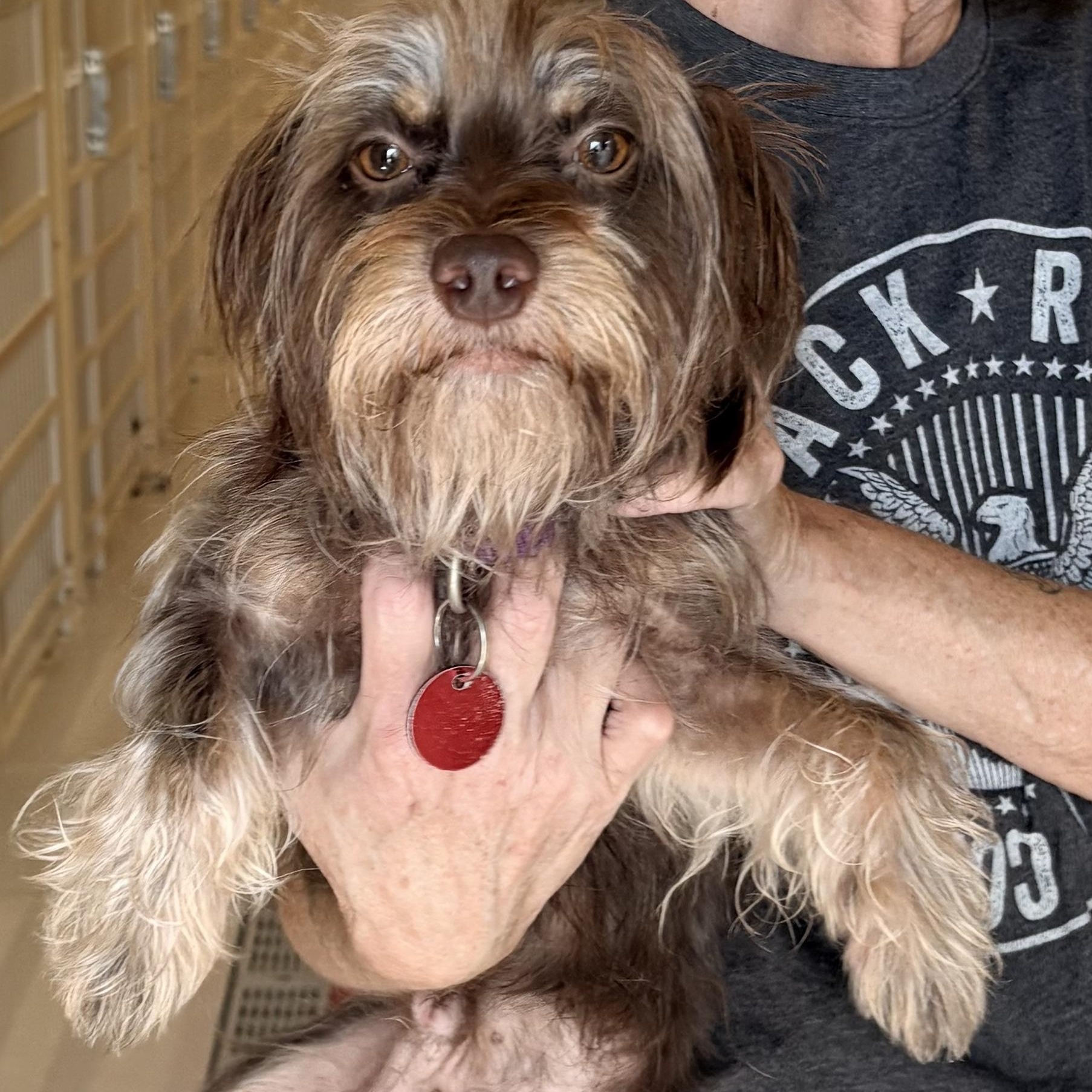 Enlarge Felix, a Adopted mixed breed in Chicago, IL image 1/1
