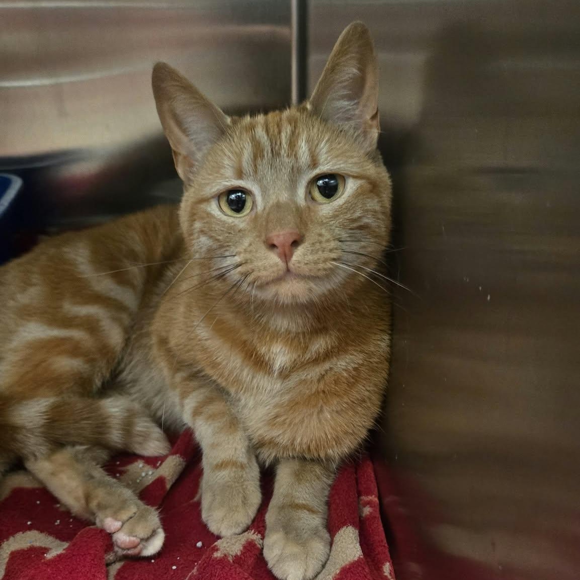 Enlarge Prince, a Adoptable Domestic Short Hair in Martinsville, IN image 1/5