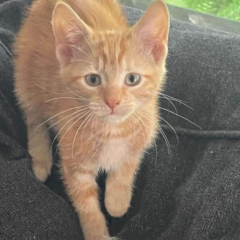 Enlarge Prince, a Adoptable Domestic Short Hair in Martinsville, IN image 4/5