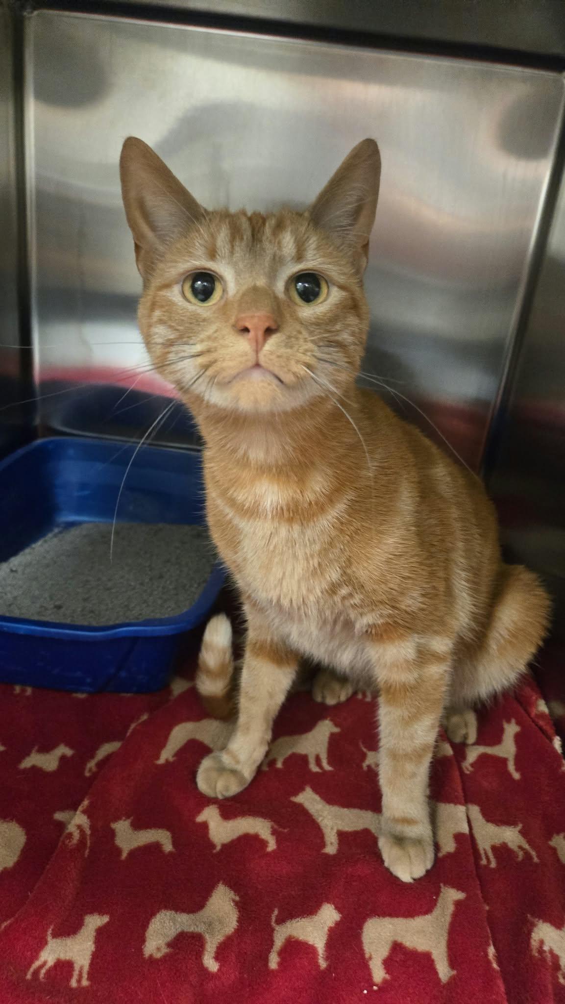 Enlarge Prince, a Adoptable Domestic Short Hair in Martinsville, IN image 3/5
