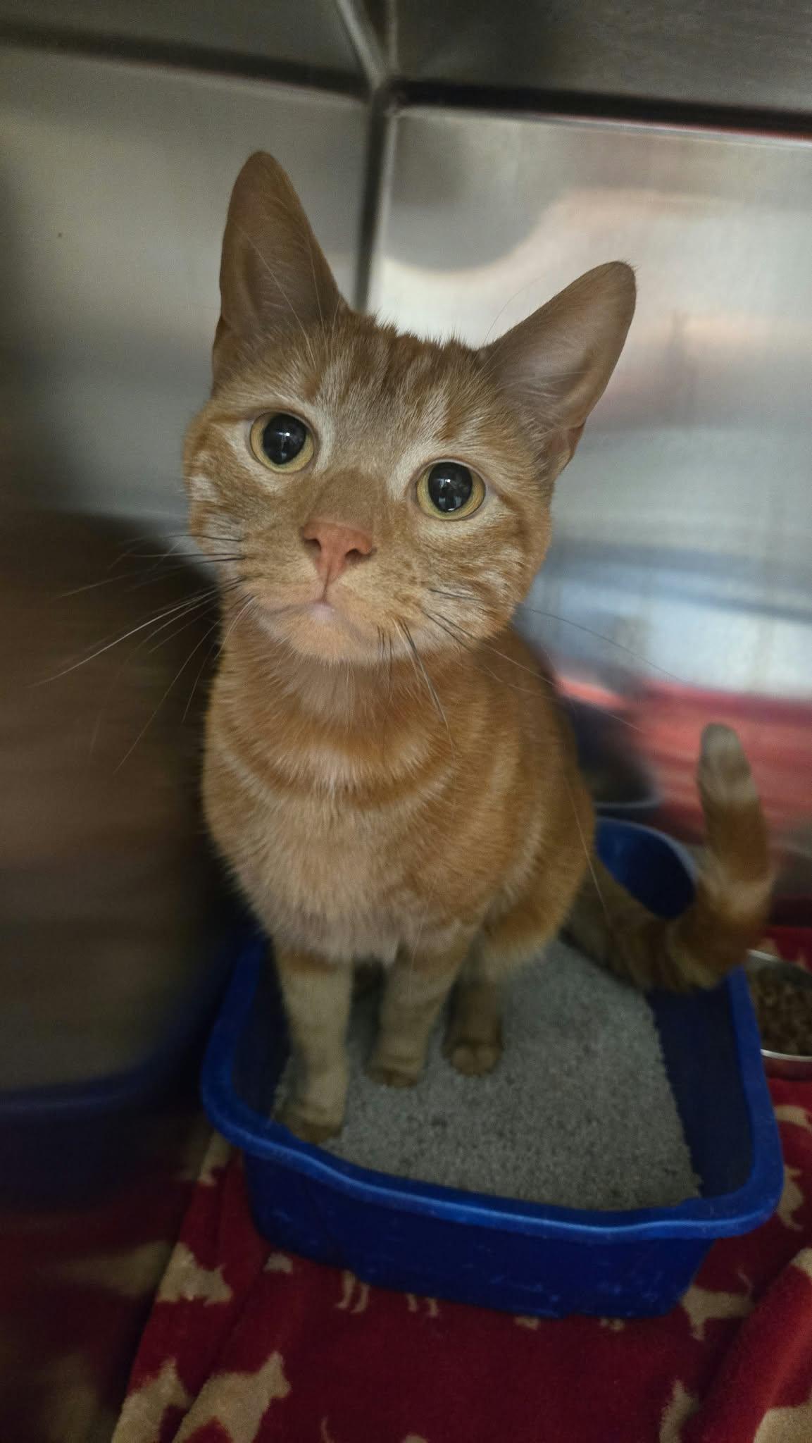 Enlarge Prince, a Adoptable Domestic Short Hair in Martinsville, IN image 2/5