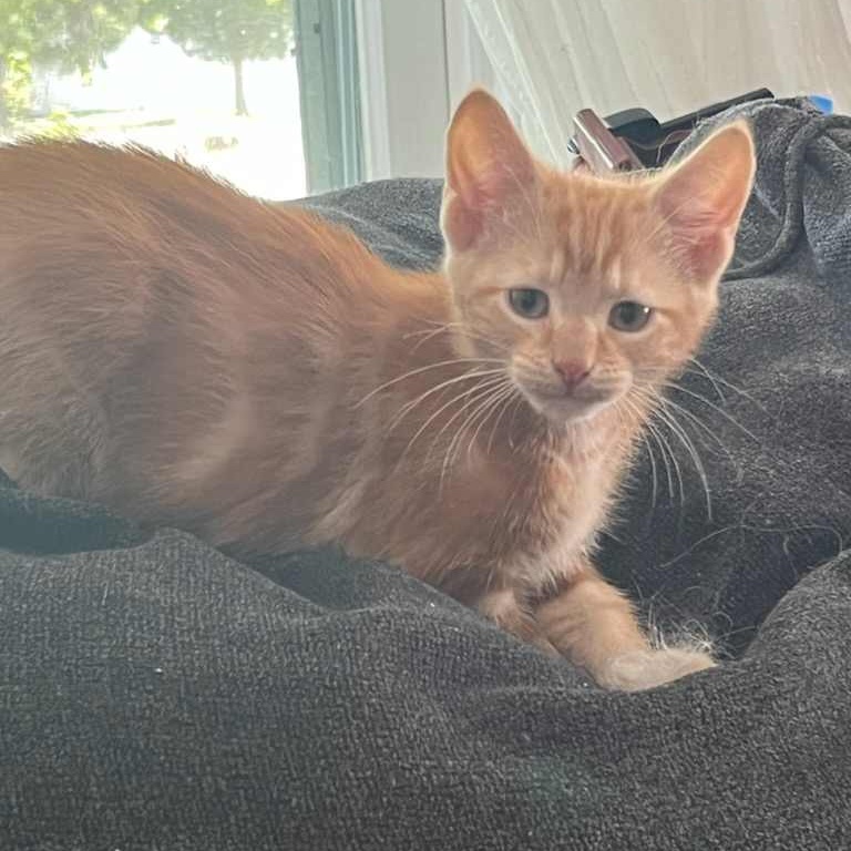 Enlarge Prince, a Adoptable Domestic Short Hair in Martinsville, IN image 5/5